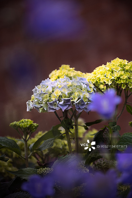 英国，莱斯特，紫色开花植物的特写图片素材