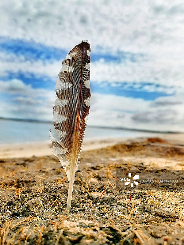 特写的羽毛在海滩上对着天空图片素材
