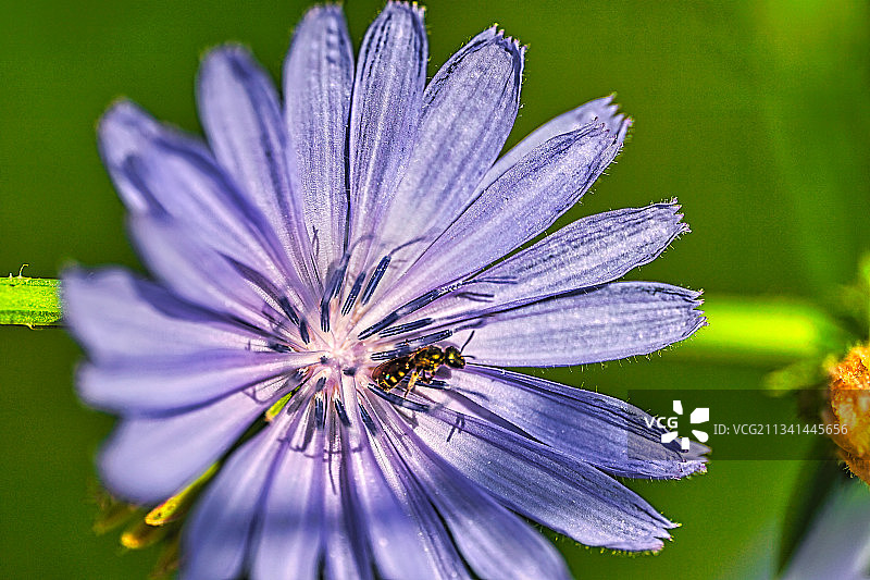 紫色花朵的特写图片素材
