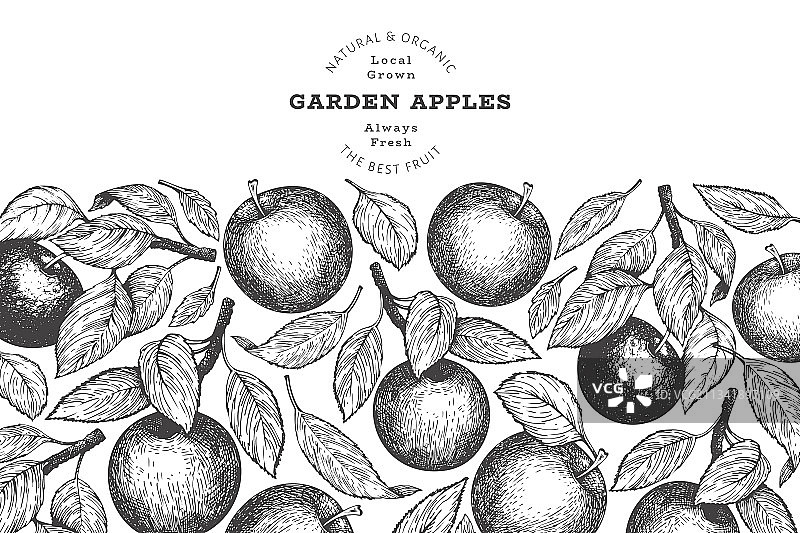 苹果树枝设计模板手绘花园图片素材