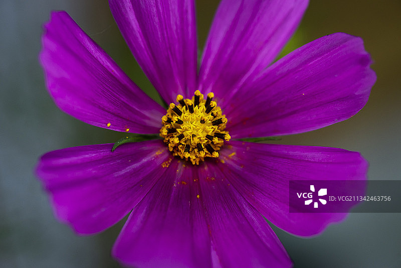 尼泊尔加德满都紫色宇宙花的特写图片素材