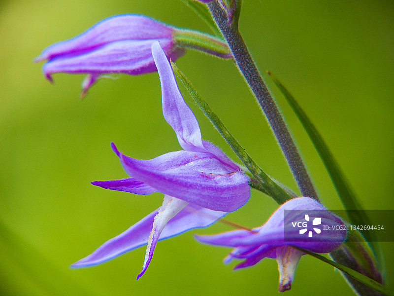 紫色鸢尾花的特写图片素材