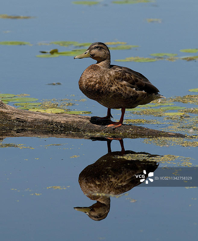加拿大泥湖上的一只野鸭图片素材