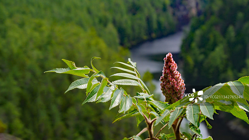 加拿大阿尔冈昆省公园，开花植物的特写图片素材