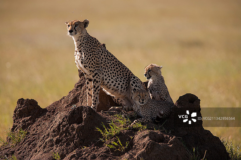 两只猎豹幼崽和它们的妈妈图片素材