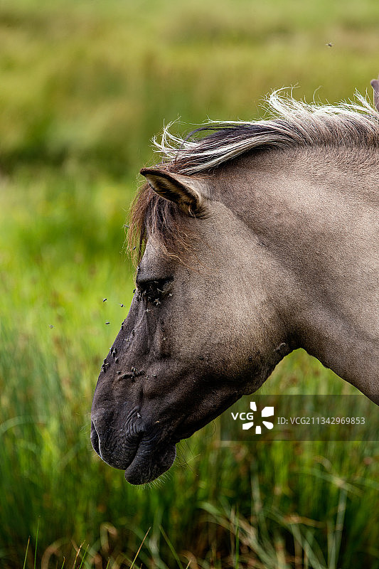 荷兰瓦塞纳，纯种马站在田野上的特写镜头图片素材