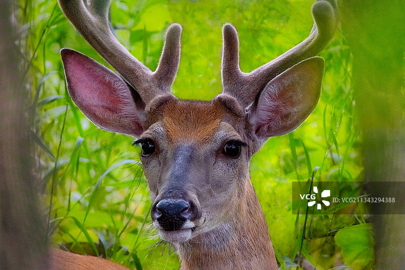 加拿大马尼托巴省，鹿站在田野上的特写照片图片素材