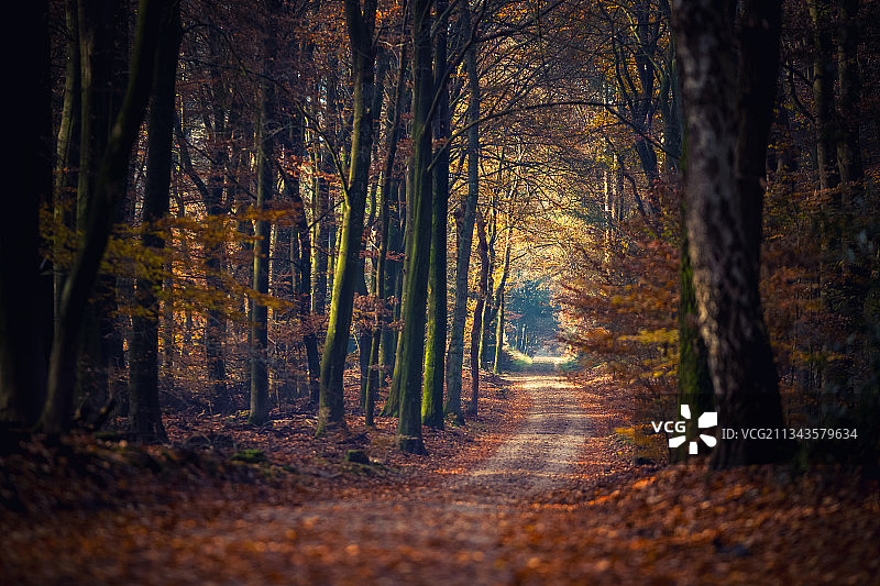 荷兰埃尔梅洛，斯普利尔德韦格，秋天森林中的树木图片素材