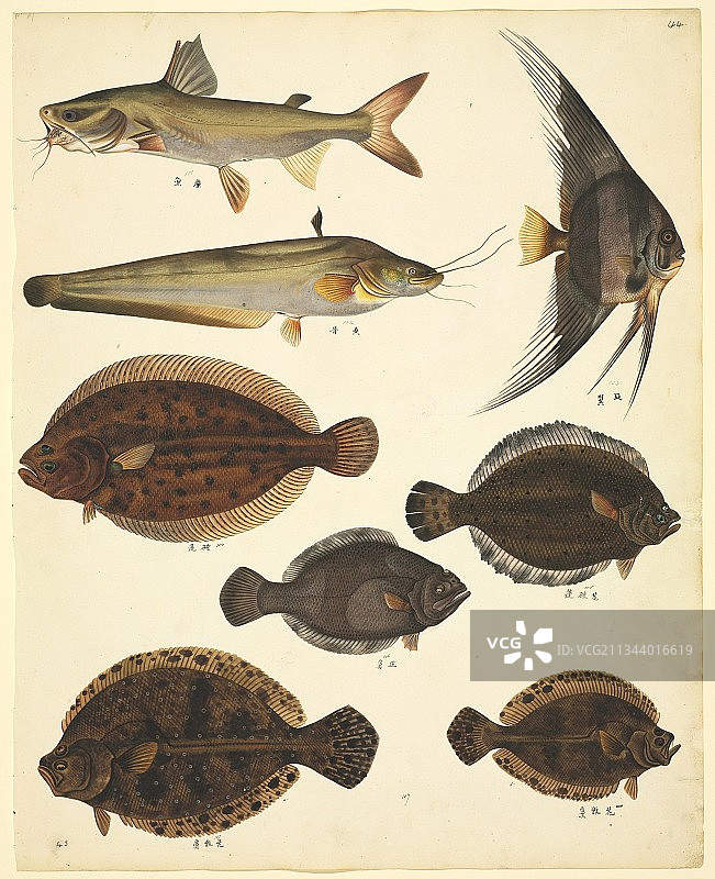 中国鱼类，19世纪图片素材