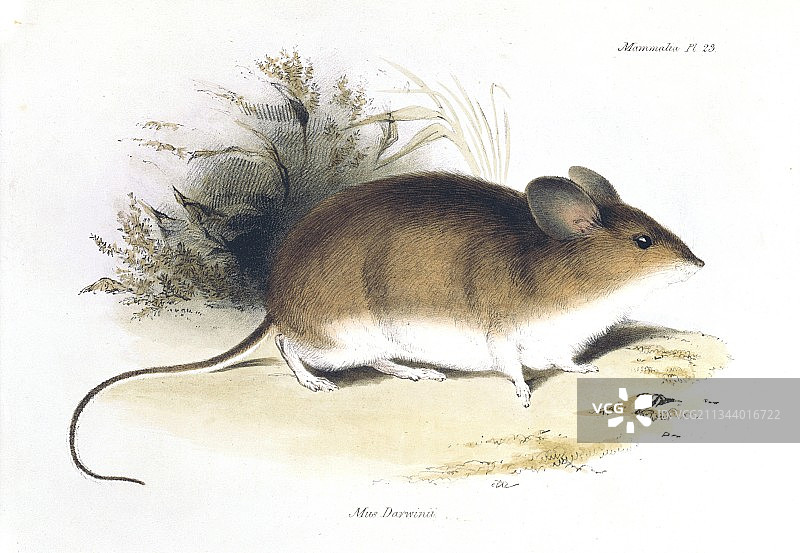 达尔文的老鼠，19世纪图片素材