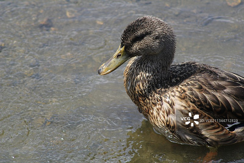 野鸭在湖里游泳的特写镜头图片素材