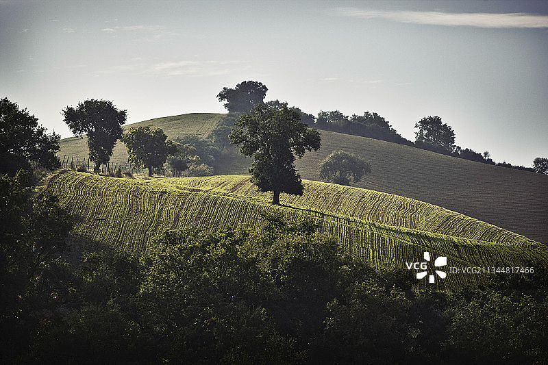 葡萄园景观属于Le瞳孔葡萄园，Maremma，意大利托斯卡纳图片素材