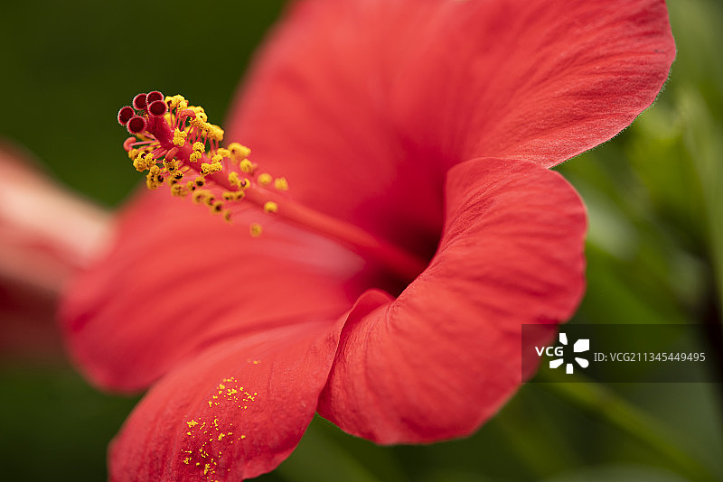 德国美因茨，红色芙蓉花的特写图片素材