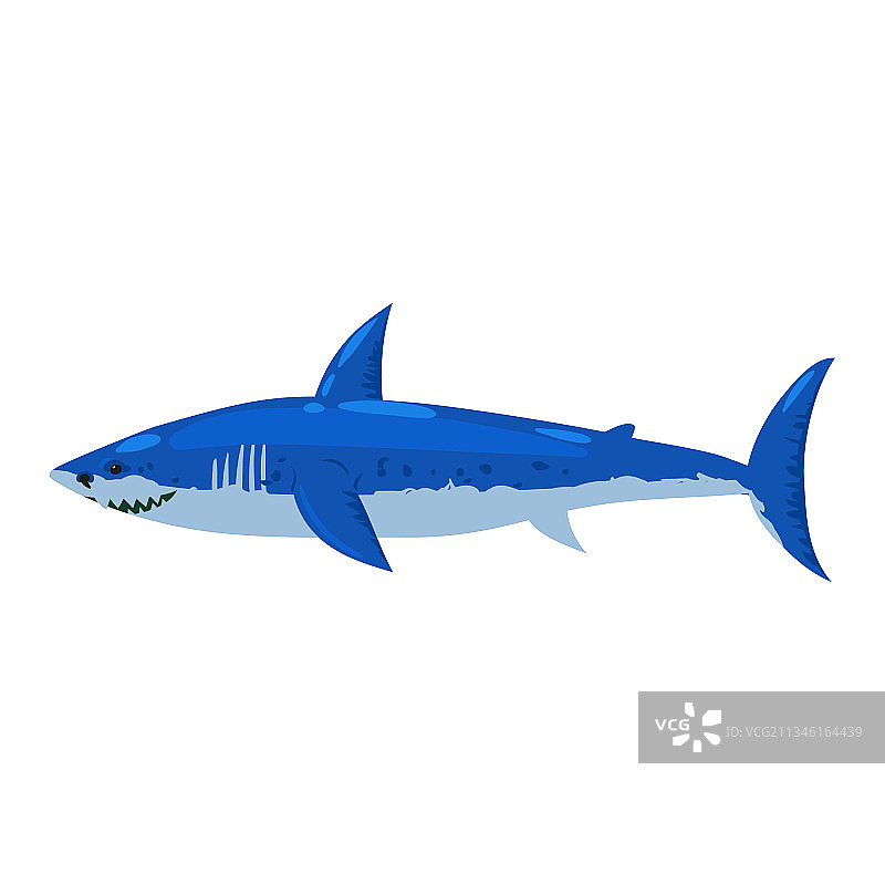 锤头鱼鲨鱼水下捕食动物图片素材