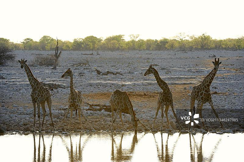 安哥拉长颈鹿(长颈鹿camelopardalis angolensis)在水坑饮水，Okaukuejo，旱季，Etosha国家公园，纳米比亚，非洲图片素材
