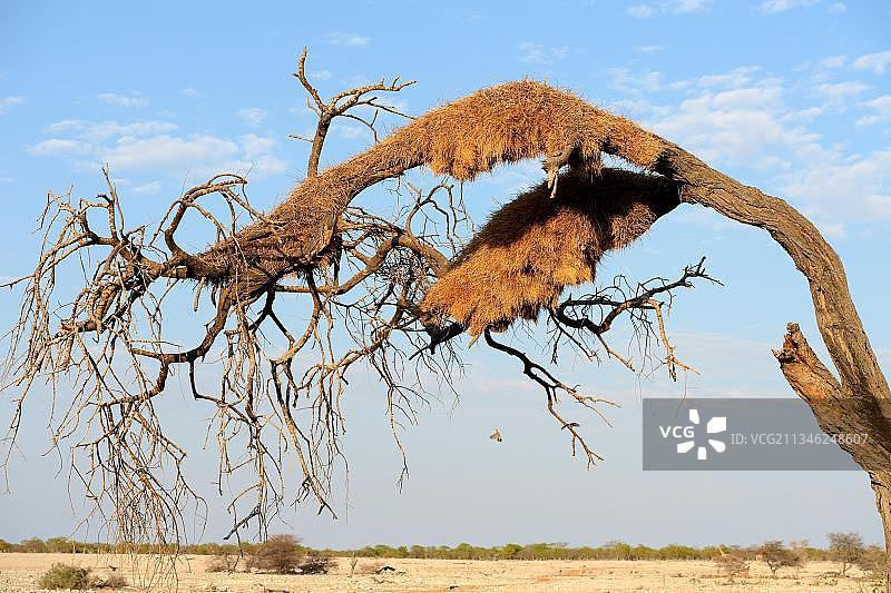 社交编织者(社会编织者)在树上的鸟巢殖民地，干旱季节，Etosha国家公园，纳米比亚，非洲图片素材