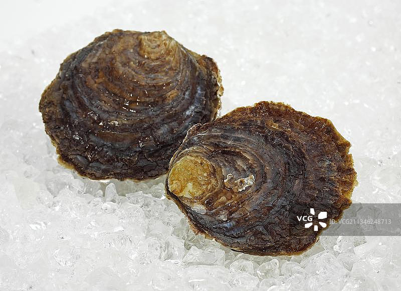 法国牡蛎贝隆，新鲜的冰海鲜图片素材