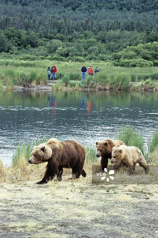 灰熊(Ursus arctos horribilis)，母熊和幼崽，卡特迈国家公园，阿拉斯加，灰熊，美国，北美图片素材