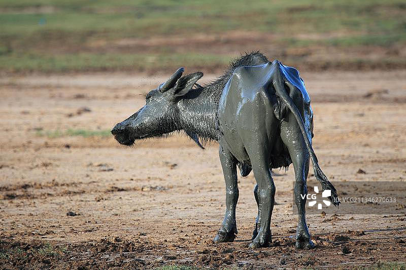 亚洲水牛(Bubalus arnee)， Yala国家公园，斯里兰卡，亚洲图片素材