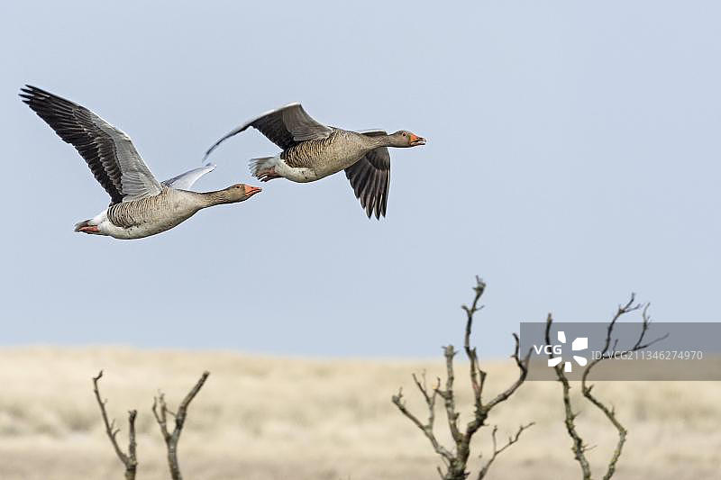 格雷拉格鹅（安瑟安瑟），国家公园沙丘的特塞尔，特塞尔，荷兰图片素材
