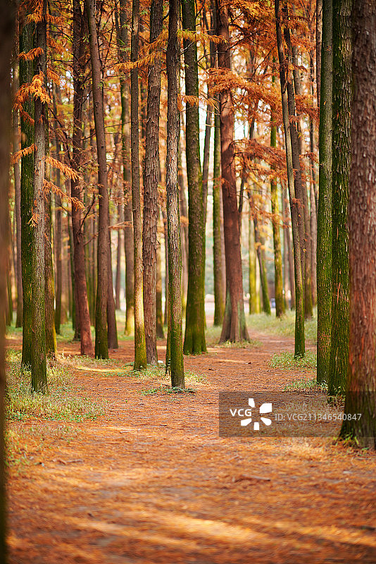 上海共青森林公园深秋的美丽景色201213图片素材
