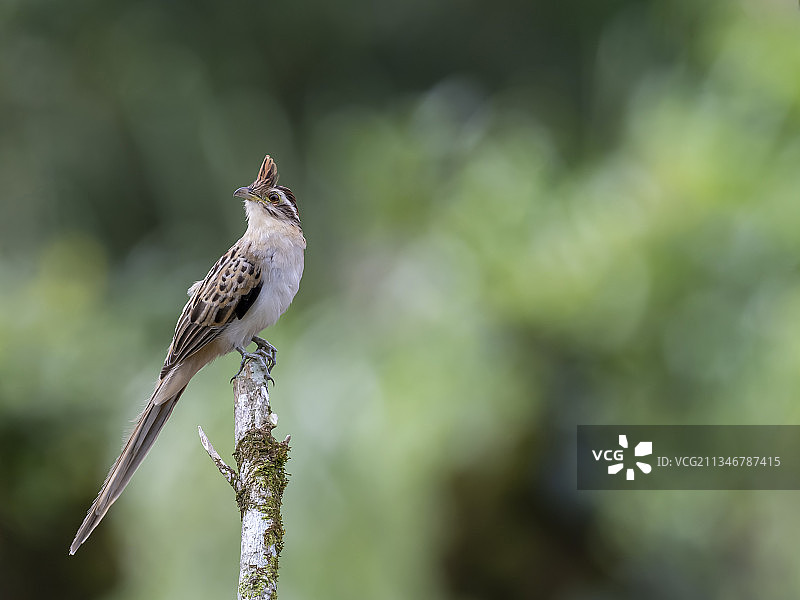 特写的song雀形目热带啄木鸟栖息在树枝上，Heredia,Puerto Viejo，哥斯达黎加图片素材