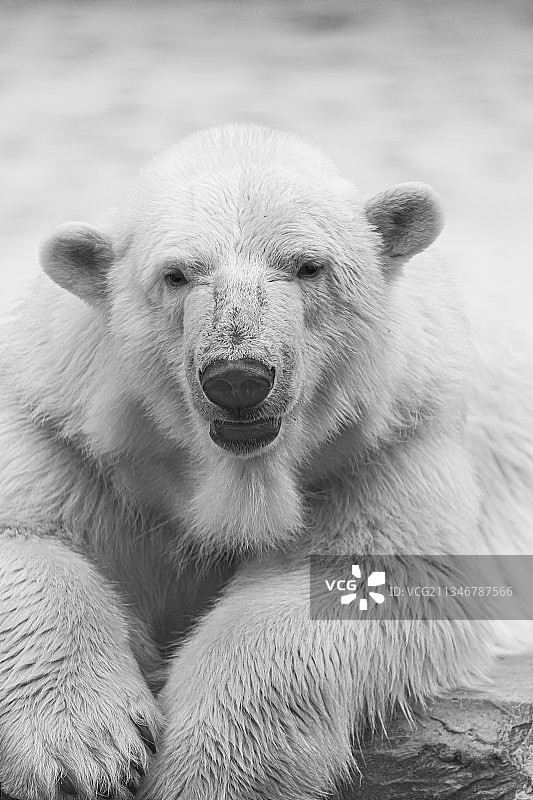 北极熊的特写照片图片素材