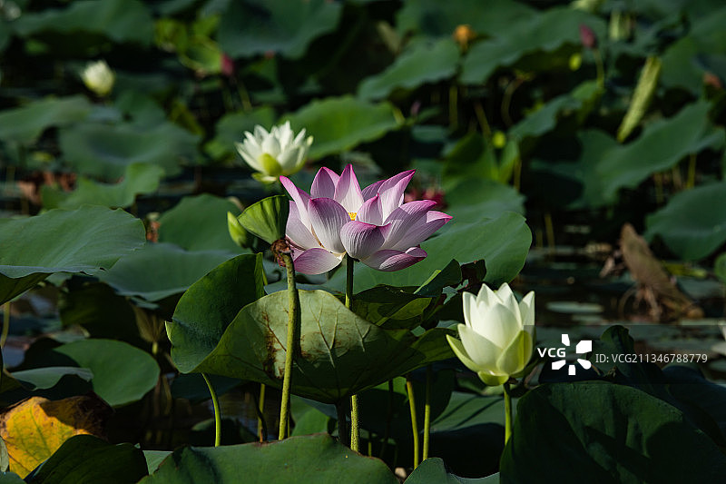 越南河内，池塘里粉红莲花睡莲的特写图片素材