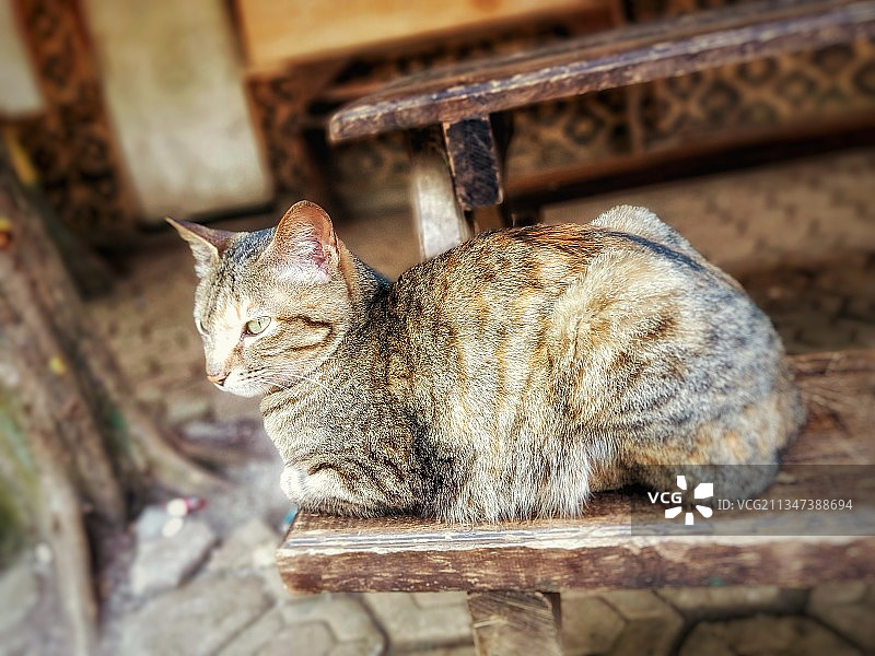 猫坐在木头上的特写镜头图片素材