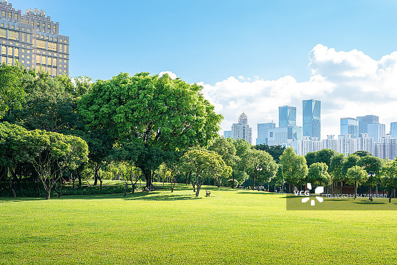 深圳中心公园里茂盛的树木和建筑背景图片素材