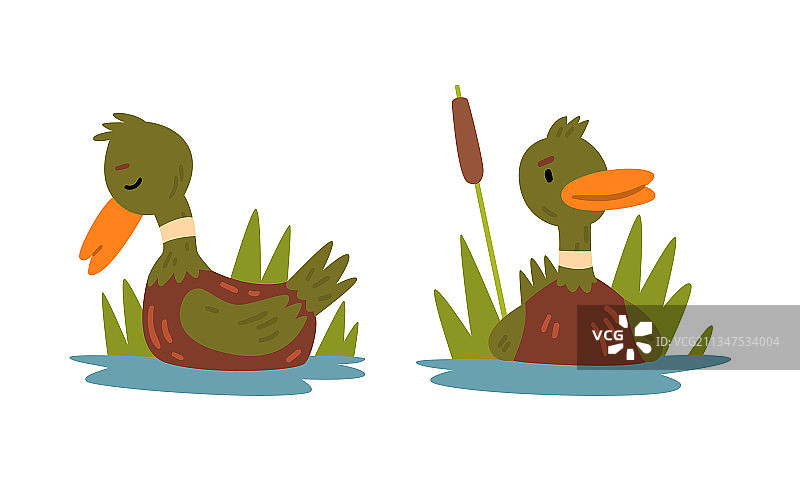 橙色喙的雄性绿头鸭游来游去图片素材