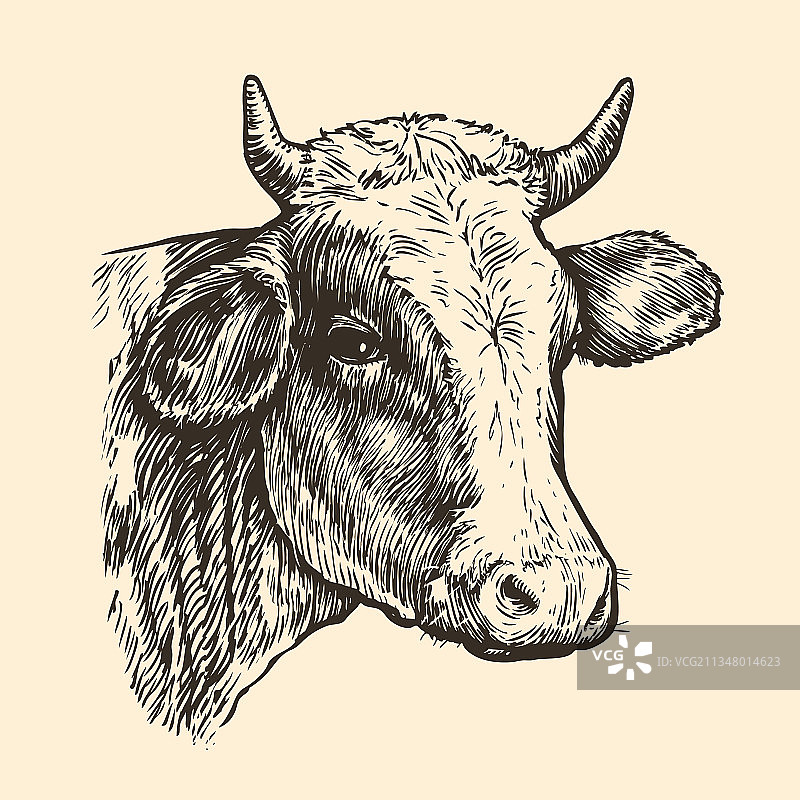 牛头手绘素描在图形风格图片素材