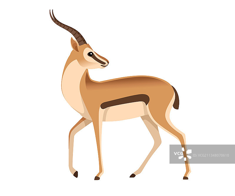长角的非洲野生黑尾瞪羚图片素材