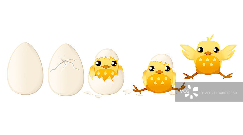 处理小鸡从蛋孵化出来的过程图片素材