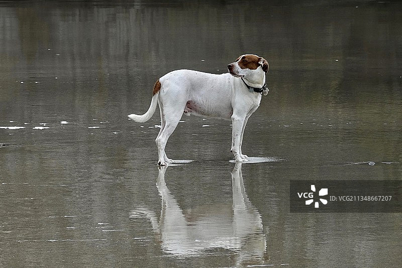 狗站在湖边的侧视图图片素材