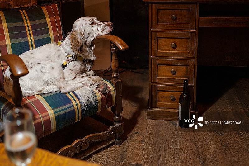 狗睡在舒适的房间里的扶手椅上图片素材