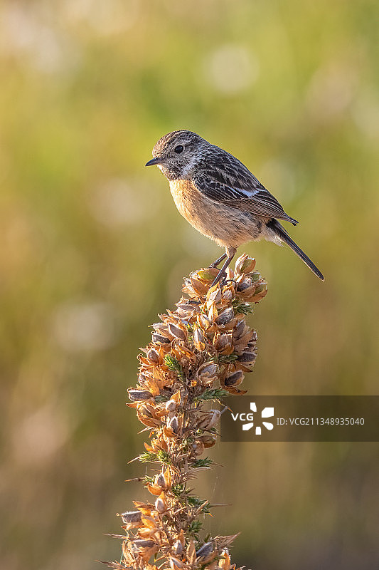 英国，英国，利明顿，栖息在植物上的鸣禽绿雀的特写图片素材