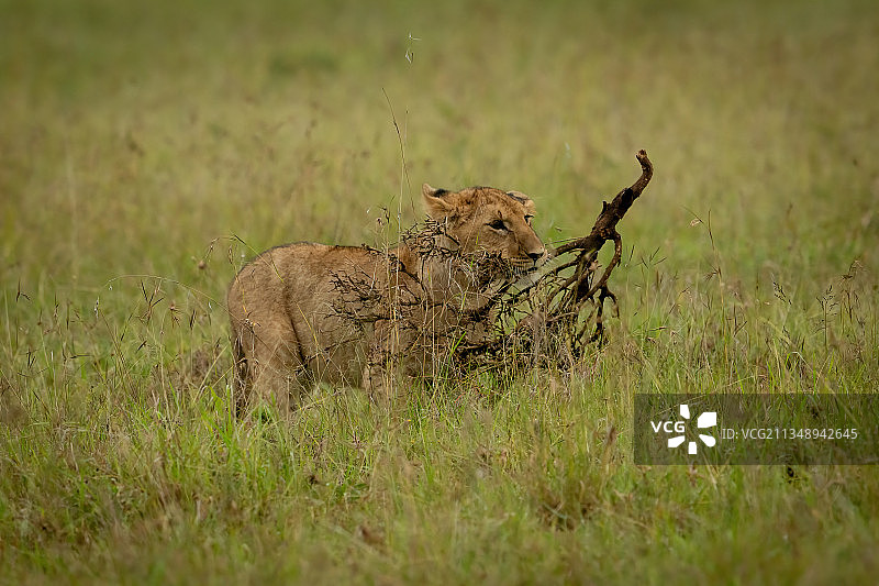 肯尼亚，马赛马拉，纳罗克，大自然中年轻狮子的肖像图片素材