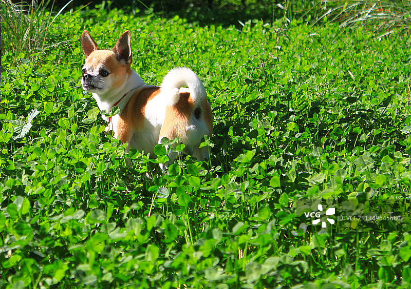 草坪上的吉娃娃宠物狗图片素材