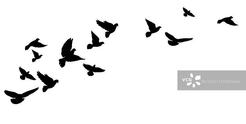 一群飞翔的鸽子黑色的剪影图片素材