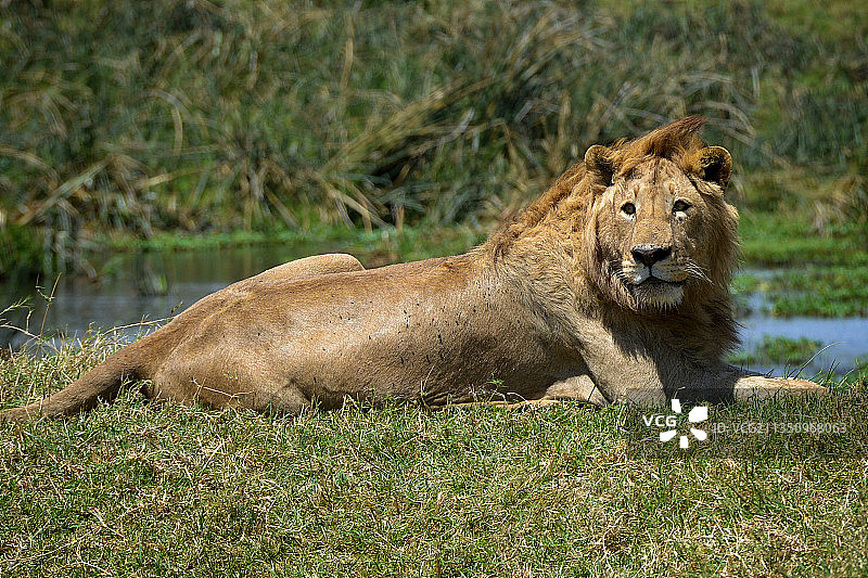 母狮,恩戈罗恩戈罗火山口,坦桑尼亚图片素材