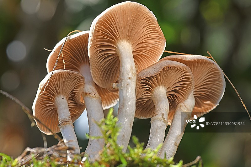 法国，蘑菇户外生长的特写镜头图片素材