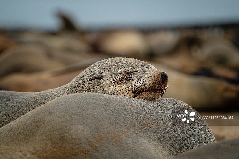 海滩上海豹的特写镜头图片素材