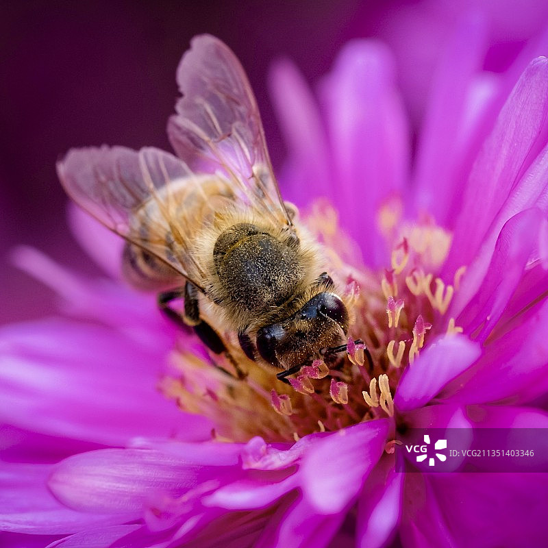 蜜蜂在粉红色花朵上授粉的特写镜头图片素材