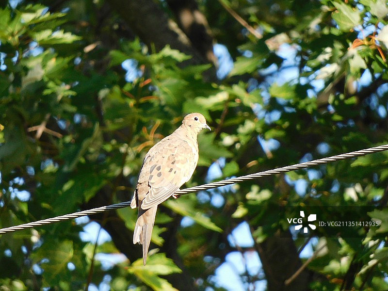 低角度的鸽子栖息在树上，印第安纳波利斯，印第安纳州，美国，美国图片素材