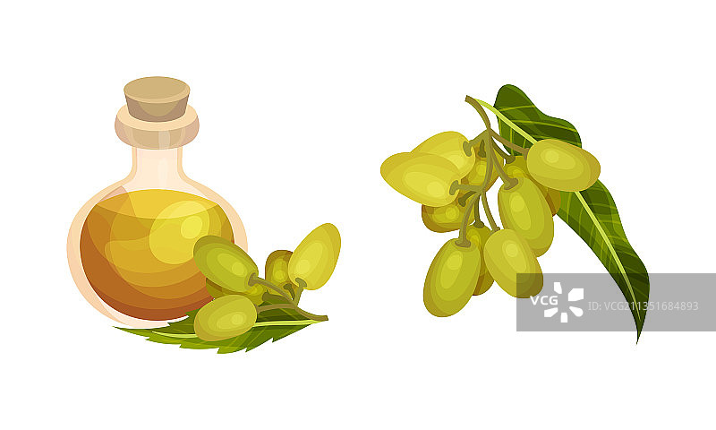 一套橄榄枝和一瓶有机油图片素材