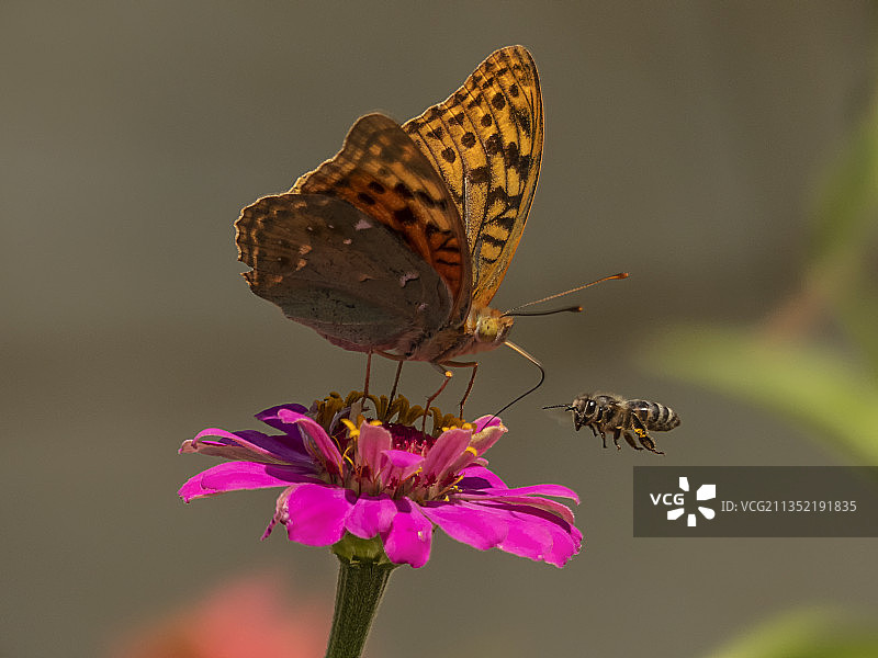蝴蝶在粉红色花朵上授粉的特写镜头图片素材