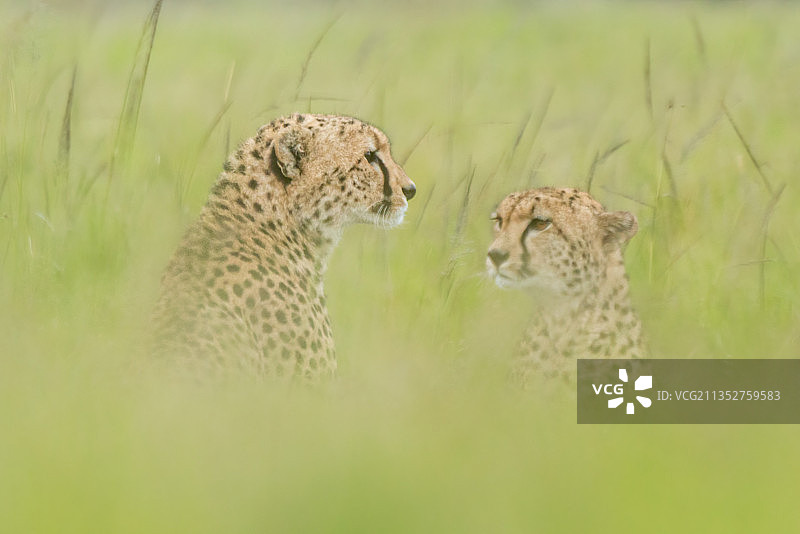 肯尼亚，Koyaki，田野里的两只猎豹图片素材