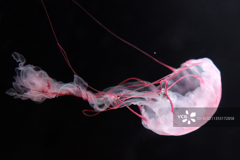 水母在海里游泳的特写镜头图片素材