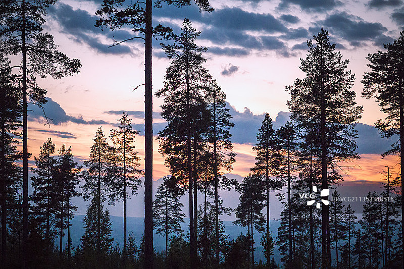 低角度的剪影的树木在日落时的天空，尼米塞尔，瑞典图片素材